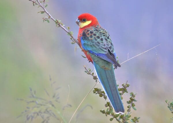 A wild male Western Rosella perches on a twig