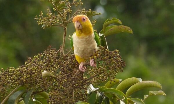 A wild White-bellied Parrot perches in a leafy tree