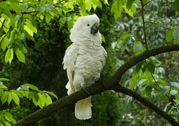 A wild White-crested Cockatoo puffs out its feathers