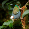A wild White-crowned Parrot leans over a branch