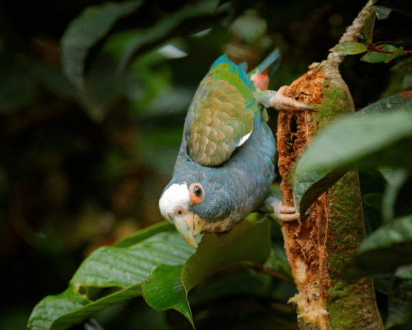 A wild White-crowned Parrot leans over a branch