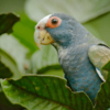 A closeup of a wild White-crowned Parrot