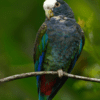 A wild White-crowned Parrot perches on a twig
