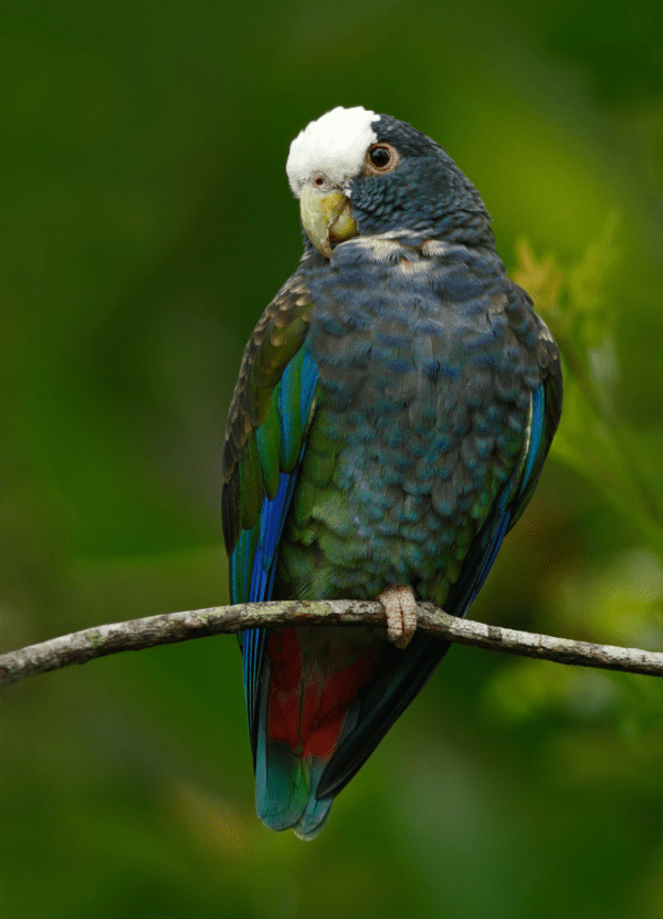 A wild White-crowned Parrot perches on a twig
