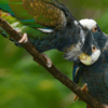 Wild White-crowned Parrots allopreen