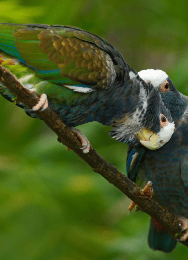 Wild White-crowned Parrots allopreen