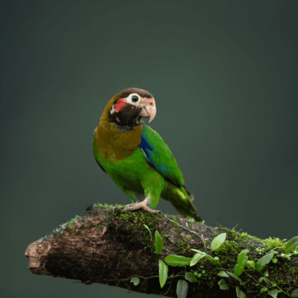 A wild Brown-hooded Parrot perches on a limb