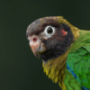 A closeup of a wild Brown-hooded Parrot