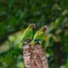 Wild Cuban Amazons perch on a broken palm