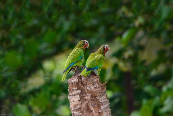 Wild Cuban Amazons perch on a broken palm