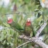 Wild Cuban Amazons perch in a large tree