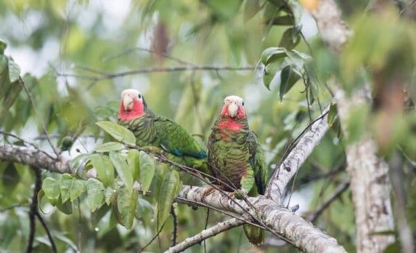 Wild Cuban Amazons perch in a large tree