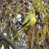 A wild Elegant Parrot perches in a tree