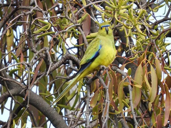 A wild Elegant Parrot perches in a tree