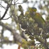 A wild Indigo-winged Parrot forages in a tree