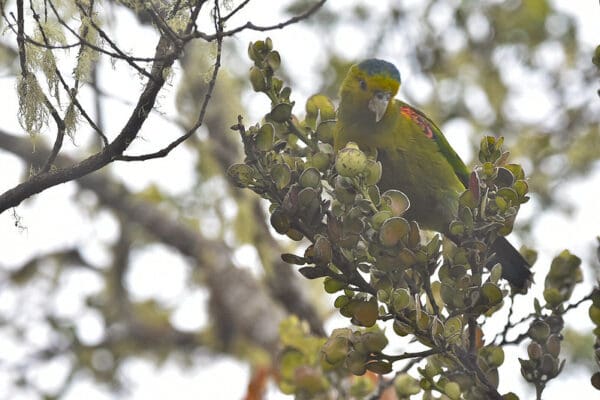 A wild Indigo-winged Parrot forages in a tree