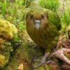 ©
jidanchaomian CC BY-SA 2.0 via Flickr A wild Kākāpō moves around the forest