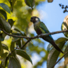 A wild White-eared Conure perches on a branch