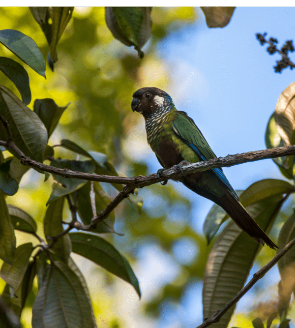 A wild White-eared Conure perches on a branch