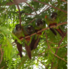 Wild White-eared Conures cuddle on a branch
