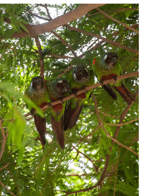 Wild White-eared Conures cuddle on a branch
