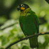 A wild Orange-cheeked Parrot perches on a twig