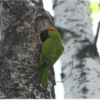 A wild Thick-billed Parrot perches at a nest cavity