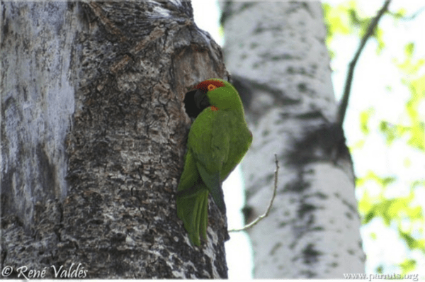 A wild Thick-billed Parrot perches at a nest cavity