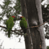 Wild Thick-billed Parrots perch on a branch