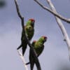 Wild Thick-billed Parrots perch on a limb