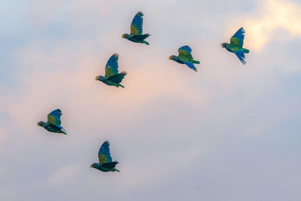Wild White-crowned Parrots take flight