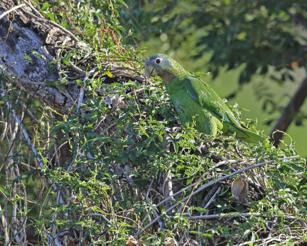 A wild Yellow-billed Amazon perches in a tree