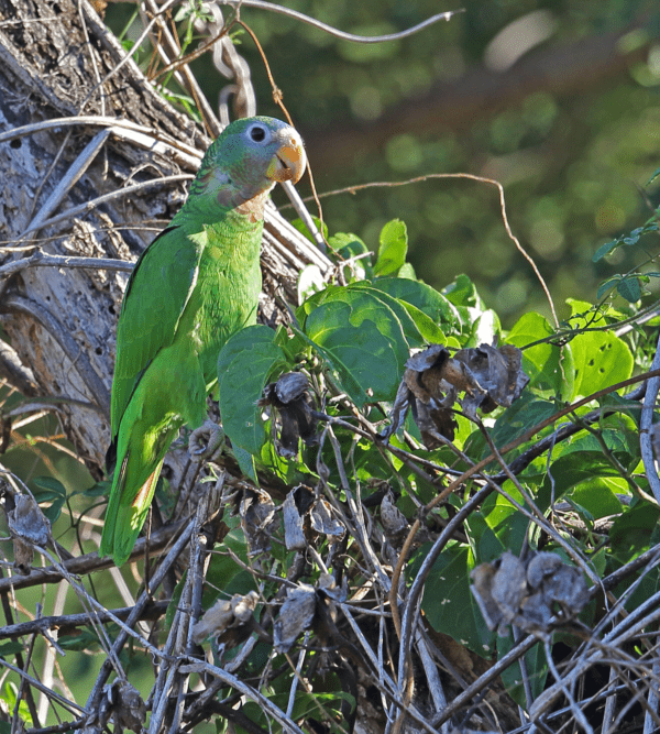 A wild Yellow-billed Amazon perches in a tree