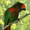 A Yellow-streaked Lory perches on a branch