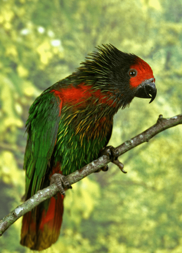 A Yellow-streaked Lory perches on a branch