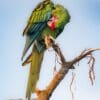 A wild Great Green Macaw preens under its wing