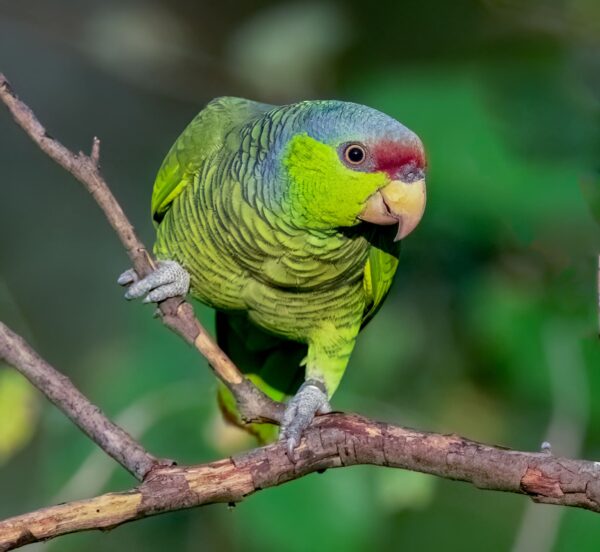 A wild Lilac-crowned Amazon perches on a branch