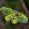 A wild Lilac-crowned Amazon glides