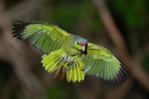 A wild Lilac-crowned Amazon glides