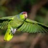 A wild Lilac-crowned Amazon in flight