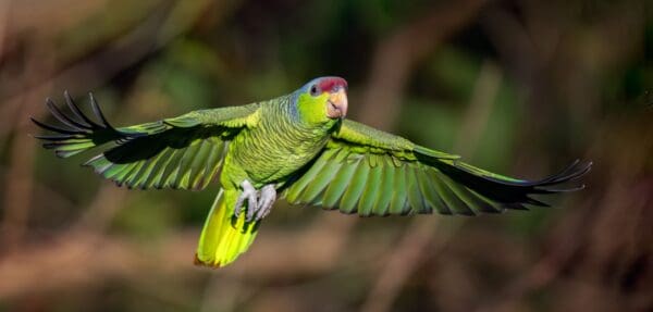 A wild Lilac-crowned Amazon in flight