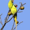 Wild Grey-headed Parakeets perch in a tree