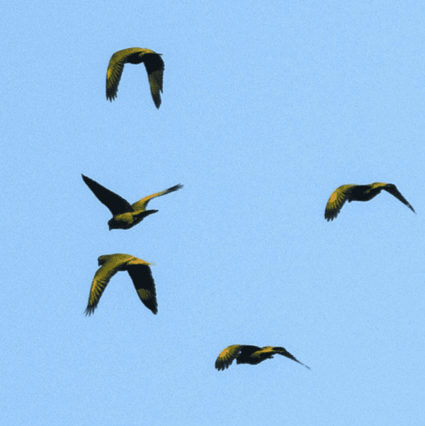 Wild Tucuman Amazons soar in the skies
