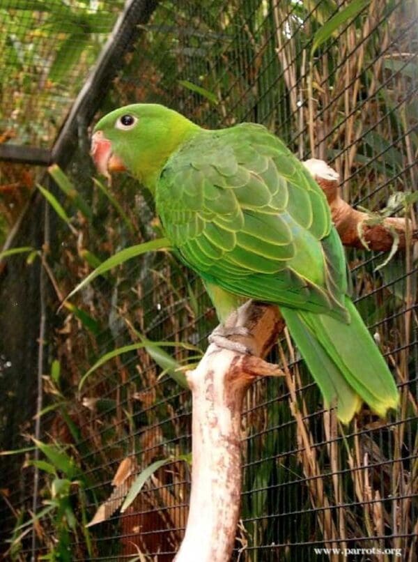 A Blue-backed Parrot perches on a limb