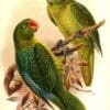An illustration shows two Blue-backed Parrots