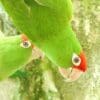 A closeup of Cordilleran Conures