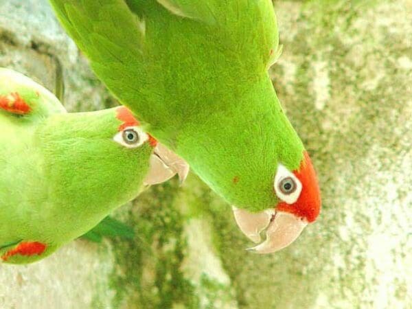 A closeup of Cordilleran Conures