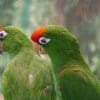 A closeup of two Cordilleran Conures