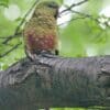 A wild Austral Conure perches on a large limb