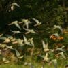 A flock of Austral Conures takes flight